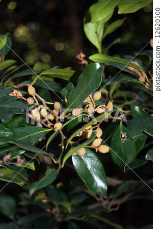 Fruit of Ishaki 12620100