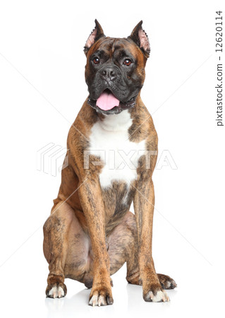 Boxer Dog over white background 12620114