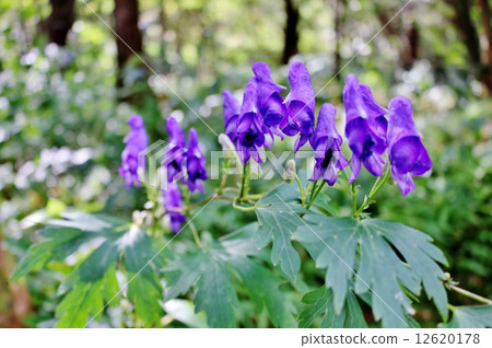 閻王港 閻王港 12620178