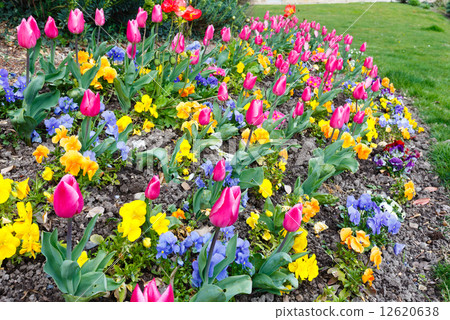 Spring flowers background Spring flowers background 12620638