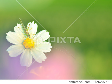 停止在波斯菊花的螞蚱 停止在波斯菊花的螞蚱 12620738