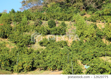 Mandarin orange field 12620775