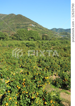 Mandarin orange field Mandarin orange field 12620790