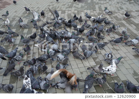 Russia Yuzhno-Sakhalinsk Russia Yuzhno-Sakhalinsk 12620900