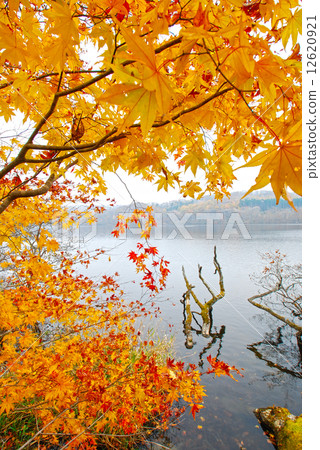 Autumnal leaves of Polo Lake Autumnal leaves of Polo Lake 12620921