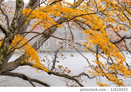 Polo湖秋季葉子 12620925