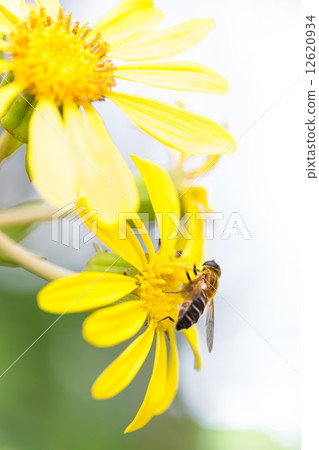 Tsubaki和Abu 12620934