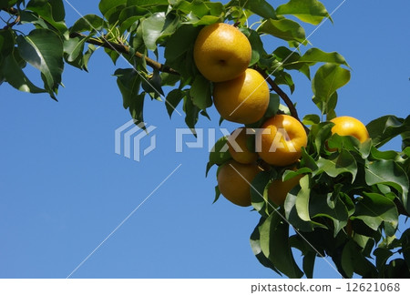 梨梨成熟 12621068