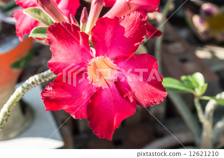 Pink flower 12621210