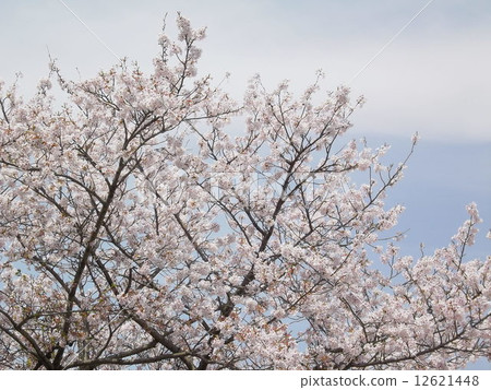 Sakura Sakura 12621448