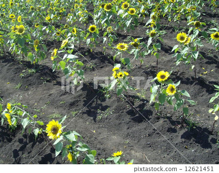 Sun Flower Sun Flower 12621451