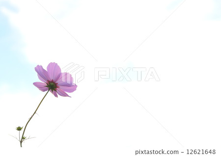 One wheel of cosmos 12621648