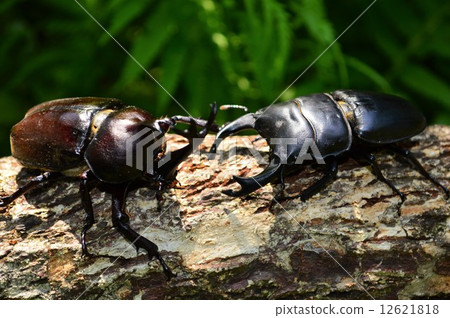 Struggle in the woods of Japanese okuwagata and Japanese beetle 12621818