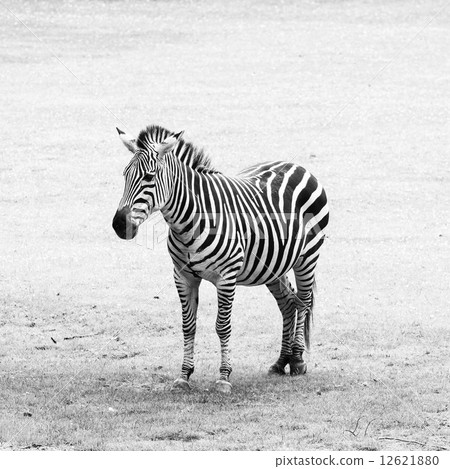 Black and white striped zebra Black and white striped zebra 12621880