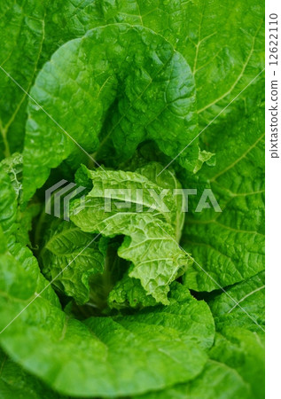 Chinese cabbage began to baseball 12622110