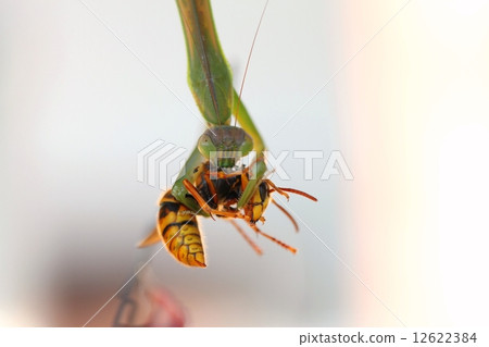 A mantis to predate the chironomens 12622384