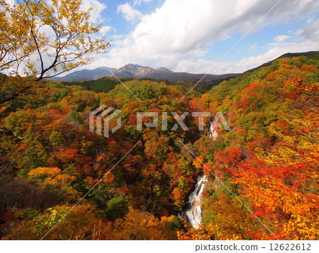 櫪木日光薄霧秋葉落秋天 12622612