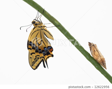 斧頭黃腳和蛹 12622956