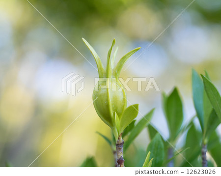 楊還是藍色的水果 楊還是藍色的水果 12623026