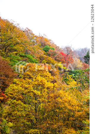 Autumn leaves 12623044