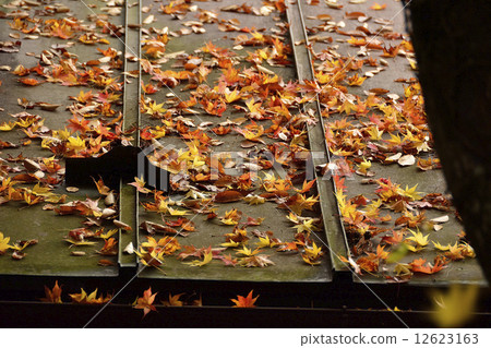 Maple on the roof 12623163