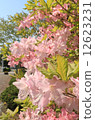 淡粉色杜鵑花 12623231