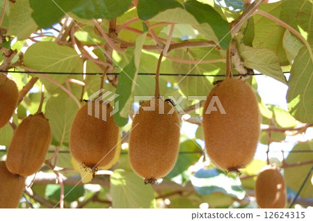 Kiwi Kiwi 12624315