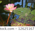 water lily, lotus, pond 12625167
