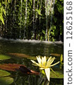 water lily, lotus, pond 12625168