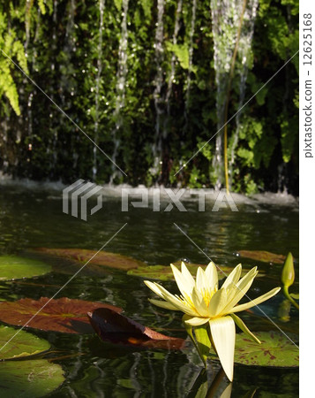 荷花 睡蓮 蓮花 12625168