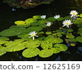 water lily, lotus, bloom 12625169