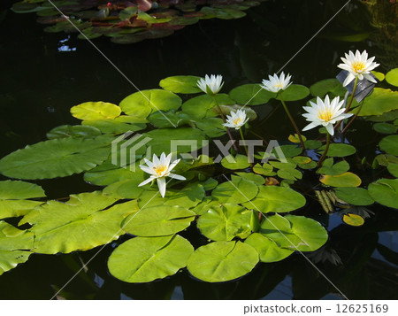 water lily, lotus, bloom 12625169