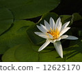 water lily, lotus, pond 12625170
