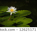 water lily, lotus, pond 12625171