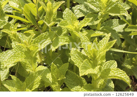 香里聞起來味道很好 12625649