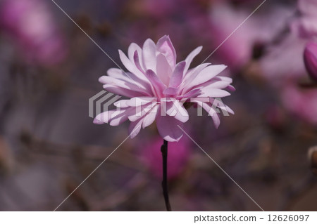 I am Yaehime Shibai yaehimekobushi. I am Yaehime Shibai yaehimekobushi. 12626097