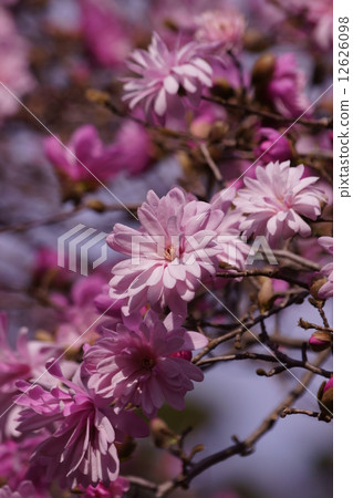 I am Yaehime Shibai yaehimekobushi. 12626098