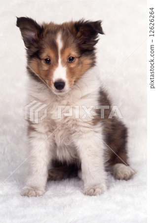 Cute little puppy 12626264
