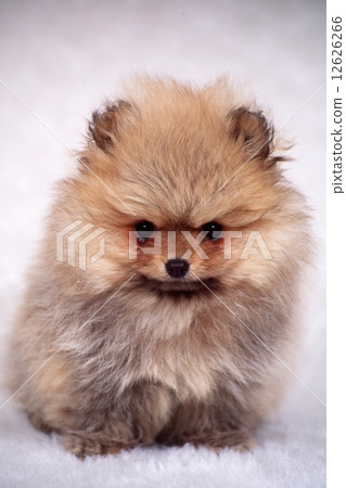 Cute little puppy 12626266