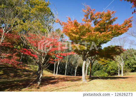 石川森林公園 12626273