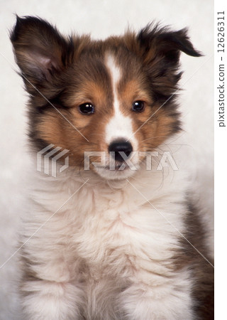 Cute little puppy 12626311