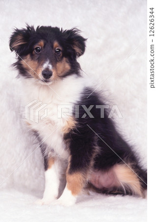 Cute little puppy Cute little puppy 12626344