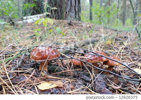 Beautiful mushroom of Boletus badius Beautiful mushroom of Boletus badius 12626375
