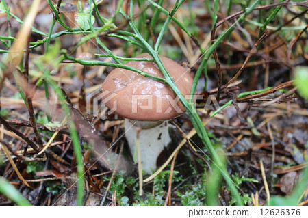 nice mushroom of Suillus 12626376