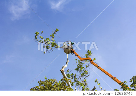 Trimming trees with a chainsaw 12626745