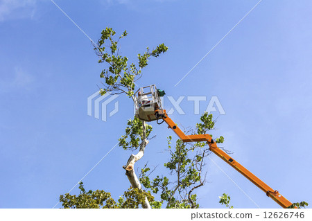 Trimming trees with a chainsaw 12626746