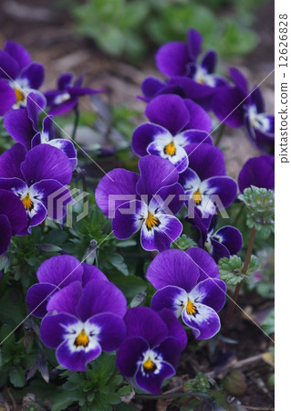 Pansy viola variety blackberry cream 12626828