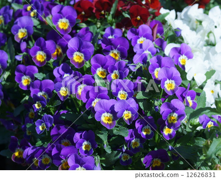 Pansy viola 12626831