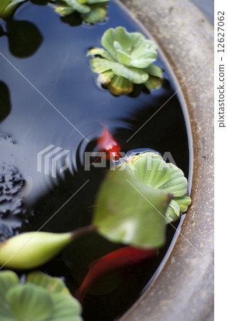 Goldfish Goldfish 12627062