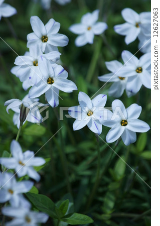 Hanabi whitish hananilla Hanabi whitish hananilla 12627063